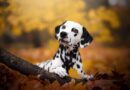 Ready-made stem cell therapies for pets could be coming