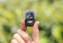 DJI reveals the Mic 3, a follow-up to cult-fave pocket mic