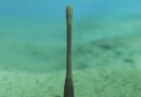 An Ancient Penis Worm With Rings of Sharp Teeth Has Been Discovered in the Grand Canyon
