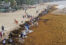 The Plan to Turn the Caribbean’s Glut of Sargassum Into Biofuel