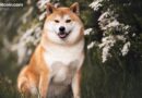 DOGE Launches Lazarus Signal, Rebukes Disbandment Reports
