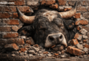 XRP Bulls Slam Into the $2 Wall—Momentum Wrecked at Resistance