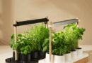 The Auk Mini Herb Garden Is Still Up to $30 Off (2025)