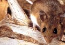 Why the Hantavirus Cruise Ship Outbreak Isn’t Likely to Become a Global Crisis