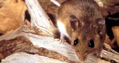 Why the Hantavirus Cruise Ship Outbreak Isn’t Likely to Become a Global Crisis