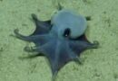 A New Species of Tiny Octopus Was Discovered in the Galápagos Islands