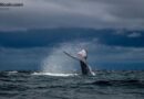 Ethereum Whale Dumps 20,000 ETH for $41.18M in a Single Hour as $2,000 Support Emerges