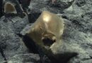 A ‘Golden Orb’ on the Ocean Floor Came From a Mysterious Animal