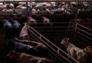Trump postpones beef tariff cuts amid concerns from US cattle farmers