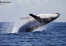 Whale Dumps $100M ETH Short, Pivots to $13.4M Bitcoin Bet at 20x Leverage