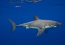 Great White Sharks Have Been in the Mediterranean Sea for Millions of Years—but Sightings Are Incredibly Rare