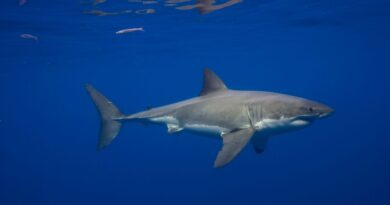 Great White Sharks Have Been in the Mediterranean Sea for Millions of Years—but Sightings Are Incredibly Rare