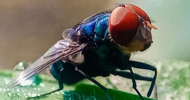 Not to Alarm Anyone, but Flesh-Eating Screwworms Have Entered the US