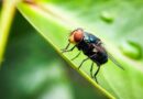 The US Has a Plan to Combat Screwworm. It Involves a Lot More Flies