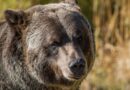 Grayscale Sees 2 Paths out of Bitcoin Bear Market as Key Catalysts Near