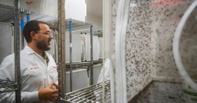 Google seeks permission to release millions of mosquitos in California, Florida
