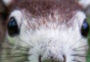 One of Meta’s Offices Was Briefly Overtaken by a Rogue Squirrel
