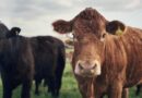 How Tokenized Cows Are Revolutionizing Agricultural Finance in Brazil – Bitcoin News