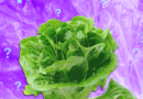 Is It Safe to Eat Lettuce Yet?