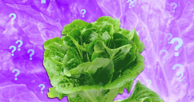 Is It Safe to Eat Lettuce Yet?