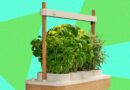 Auk Mini 2 Indoor Smart Garden Review: Better Where It Counts