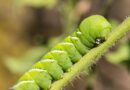 Scientists Put Caterpillars in an Ultraquiet Chamber to Learn How They Hear Without Ears