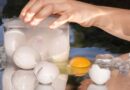 There’s a Hot New Egg-Freezing Startup. It’s Weirder Than You Could Imagine