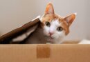 Is It Even Possible to Understand Quantum Mechanics?