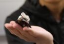 These Cyborg Cockroaches Could Save Your Life
