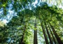 California’s Tallest and Most Iconic Trees Are Getting Heatstroke