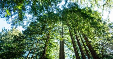 California’s Tallest and Most Iconic Trees Are Getting Heatstroke