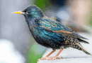 Birds Across Europe Flee Sooner When a Woman Approaches Than a Man, and Scientists Have No Idea Why